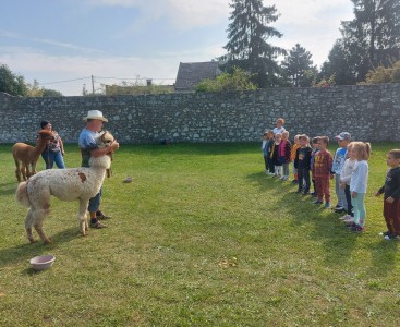 Zdjęcie przedstawia spotkanie przedszkolaków z alpakami. - powiększ