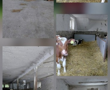 Zdjęcie przedstawia dzieci w trakcie zwierzania.  - powiększ