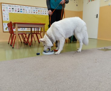 Zdjęcie przedstawia psa podczas zabawy - powiększ