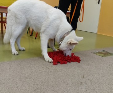 Zdjęcie przedstawia psa podczas zabawy - powiększ