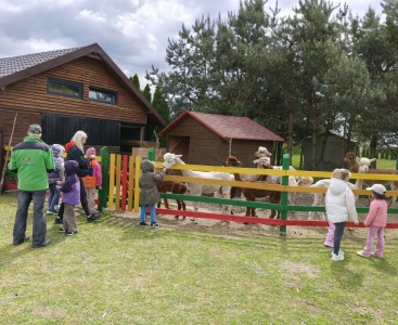 Zdjęcie przedstawia dzieci podczas wyjazdu do hodowli alpak w Kotulinie. - powiększ
